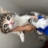 5 kardeş yuva arıyor fotoğraf
