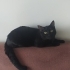 Kara Bombay kedi fotoğraf