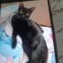 Kara Bombay kedi fotoğraf