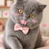 Ücretsiz sahiplenme British kedi acil yuva fotoğraf
