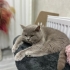 1 Yaşında British Dişi fotoğraf