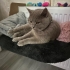 1 Yaşında British Dişi fotoğraf