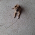 Ölümden kurtarıldı, yuvasını arıyoruz fotoğraf
