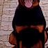 Ücretsiz Rottweiler fotoğraf