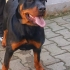 Ücretsiz Rottweiler fotoğraf