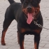 Ücretsiz Rottweiler fotoğraf