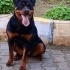 Ücretsiz Rottweiler fotoğraf