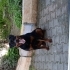 Ücretsiz Rottweiler fotoğraf