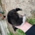 6 yavru kedi sahiplendirme fotoğraf