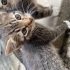 6 yavru kedi sahiplendirme fotoğraf