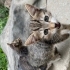 6 yavru kedi sahiplendirme fotoğraf