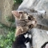 6 yavru kedi sahiplendirme fotoğraf