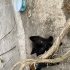 6 yavru kedi sahiplendirme fotoğraf