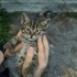 7 yavru kedi sahiplendirme fotoğraf