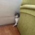 Acil sahiplendirme fotoğraf