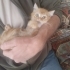 2 AYLIK BRİTİSH SHORTHAİR MELEZİ SARI ŞEKER..!! fotoğraf