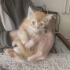 2 AYLIK BRİTİSH SHORTHAİR MELEZİ SARI ŞEKER..!! fotoğraf