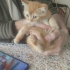 2 AYLIK BRİTİSH SHORTHAİR MELEZİ SARI ŞEKER..!! fotoğraf