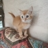 2 AYLIK BRİTİSH SHORTHAİR MELEZİ SARI ŞEKER..!! fotoğraf