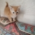 2 AYLIK BRİTİSH SHORTHAİR MELEZİ SARI ŞEKER..!! fotoğraf