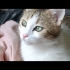 Konuşur sakin bir kedi fotoğraf