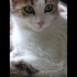 Konuşur sakin bir kedi fotoğraf
