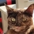 Lilly yeni sıcak yuvasını arıyor fotoğraf