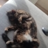 Lilly yeni sıcak yuvasını arıyor fotoğraf