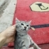 Çok Hareketli Sevimli  Tekir Kedi Yavrusu fotoğraf