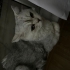 Uysal çok sevilmek isteyen bir kedi. fotoğraf