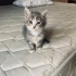 Yakışıklı minik prensime yuva arıyorum fotoğraf
