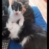 Melez kızımıza acil yuva arıyoruz fotoğraf
