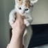 Yakışıklı minik prensime yuva arıyorum fotoğraf