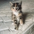 Güzeller güzeli minik prensesime yuva arıyorum fotoğraf