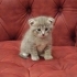 4 adet tatlış yavru kedi, anne scottish fotoğraf