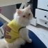 Milayla iyi ilgilenebilecek bir aile arıyorum fotoğraf