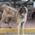 Kırma malinois güzelliğimiz yuva arıyor🤍 fotoğraf