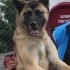 Kırma malinois güzelliğimiz yuva arıyor🤍 fotoğraf