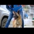 Kırma malinois güzelliğimiz yuva arıyor🤍 fotoğraf