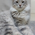 MAINE COON- NORVEÇ ORMAN MELEZİ..!! fotoğraf
