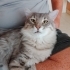 MAINE COON- NORVEÇ ORMAN MELEZİ..!! fotoğraf