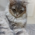 MAINE COON- NORVEÇ ORMAN MELEZİ..!! fotoğraf