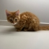 Maine Coon ve Bengal Melezi 3 Yavru Yuva Arıyor | 3 Aylık fotoğraf