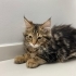 Maine Coon ve Bengal Melezi 3 Yavru Yuva Arıyor | 3 Aylık fotoğraf