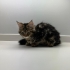 Maine Coon ve Bengal Melezi 3 Yavru Yuva Arıyor | 3 Aylık fotoğraf