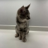 Maine Coon ve Bengal Melezi 3 Yavru Yuva Arıyor | 3 Aylık fotoğraf