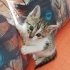 Sevimli yavrulara yuva fotoğraf