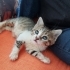 Sevimli yavrulara yuva fotoğraf