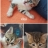 Sevimli yavrulara yuva fotoğraf
