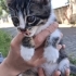 Mılkı yuva arıyor fotoğraf